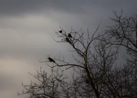 Народные приметы на 9 ноября: как не навлечь беду на Параскеву