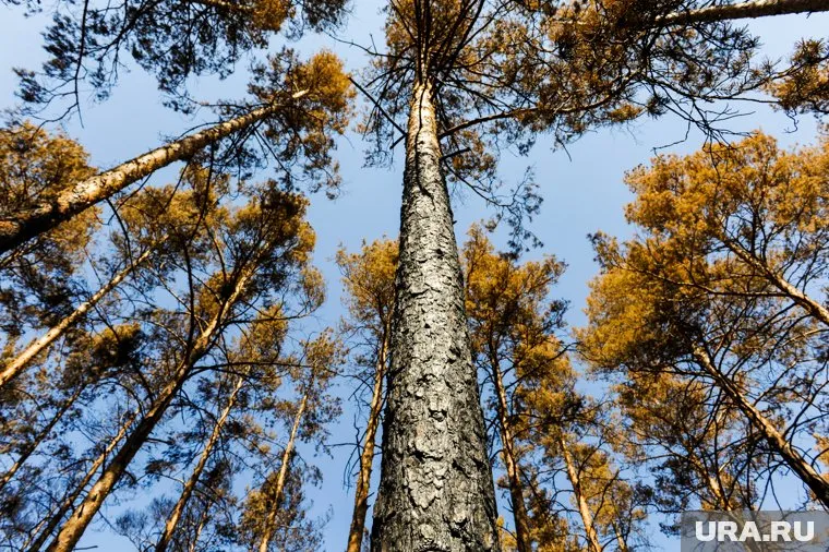 Лесной участок будет выставлен на торги вновь