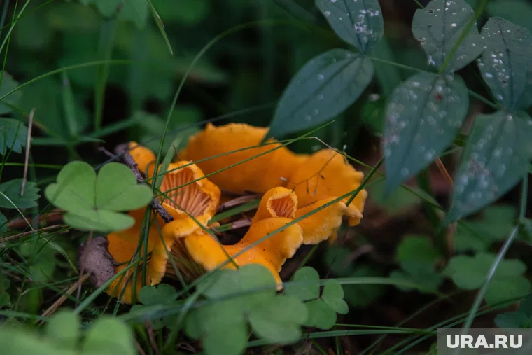 Женщина нашла грибы в ноябре