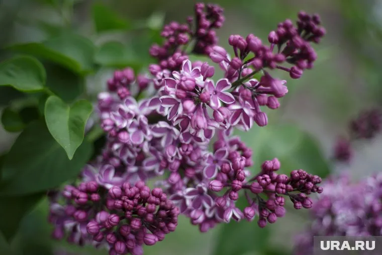 Создатели сада несколько лет борются за него в судах