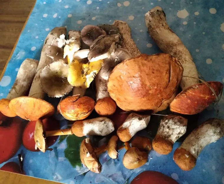 Жительница Березников (Пермский край) похвасталась урожаем грибов без единого червя