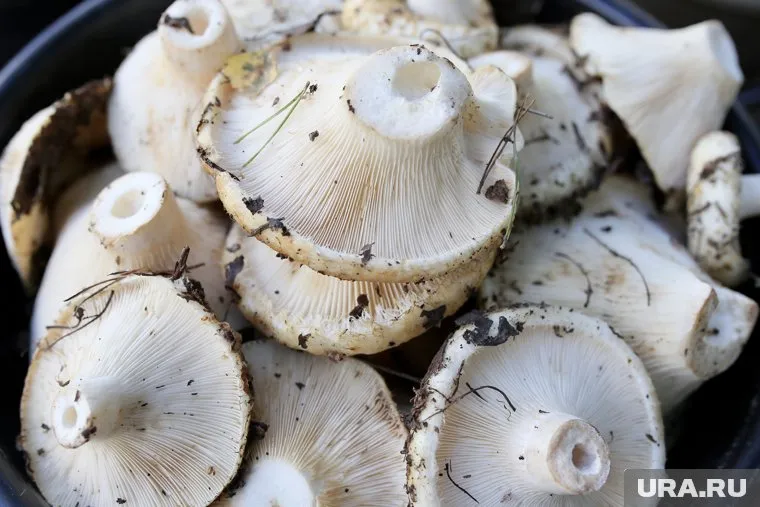 Грузди пришлось откапывать под сосновыми иголками