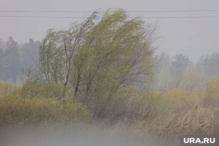 В Курганской области ожидают усиление ветра
