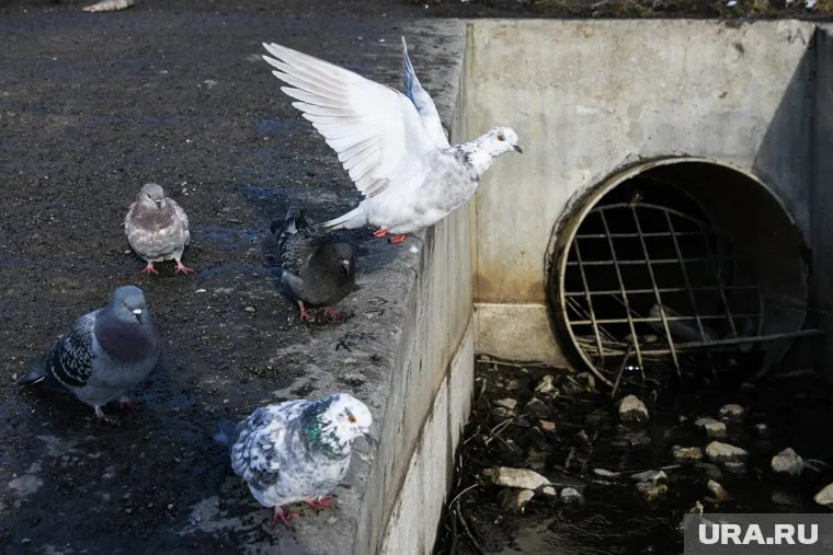 Нечистоты стекают в пруд уже в течение месяца