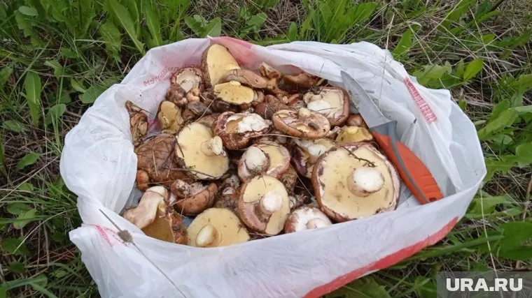 Обычно свердловчане собирают маслята ближе к осени