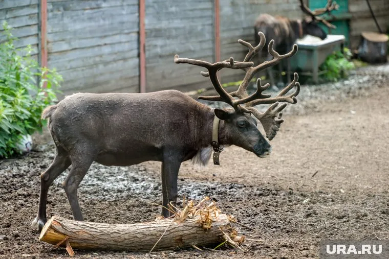 Пермский депутат занялся разведением благородных оленей