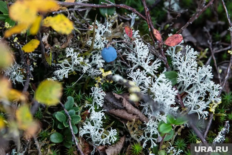 Ценный мох собирают в лесу незаконно