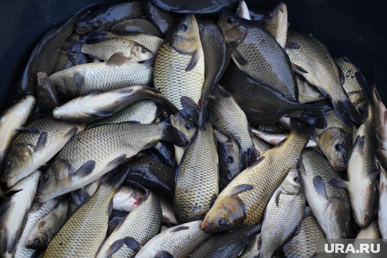 Предприятие зарыбляет Шершни сазанами