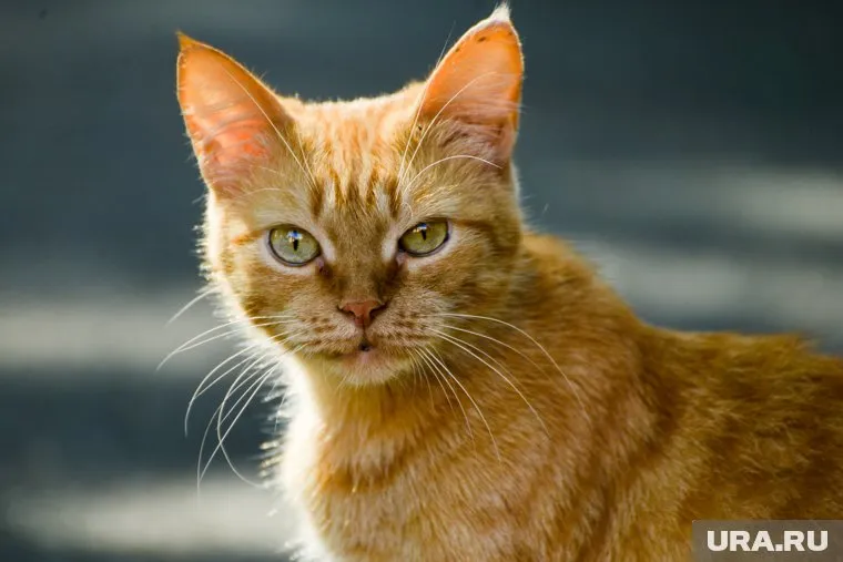 Свердловчанин решил избить соседа из-за убежавшего кота