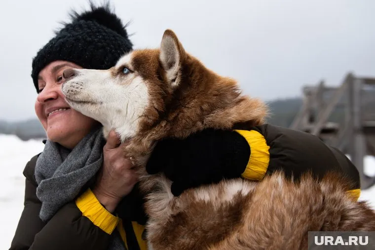 Питомцы не могут передать грипп обратно человеку