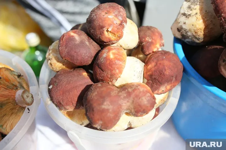 На Ямале есть места, где грибы собирают ведрами