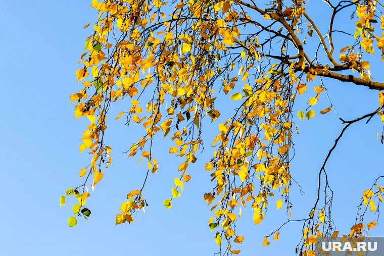 В регионе похолодает до двух градусов