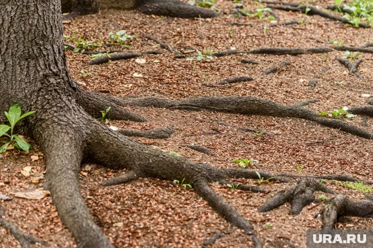 Сморчок нашли в Катайске (архивное фото)