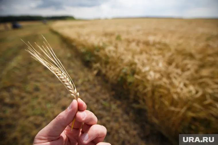 В УрФО намолотили в ходе уборочной кампании 1,4 млн тонн зерна