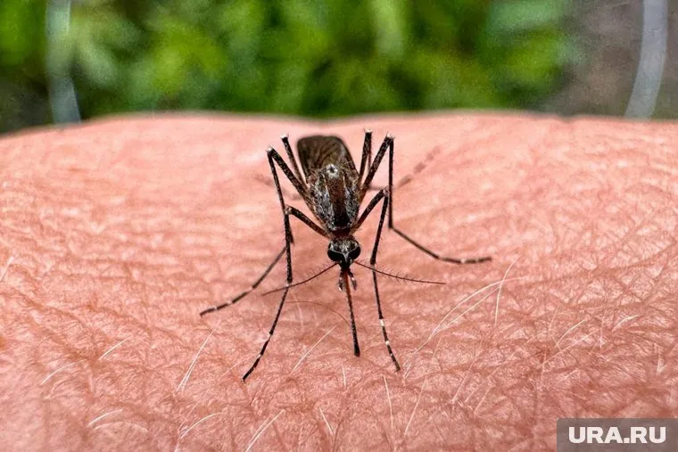 По всей России столкнулись с настоящим нашествием комаров