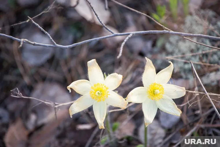 Подснежник расцвел в сентябре