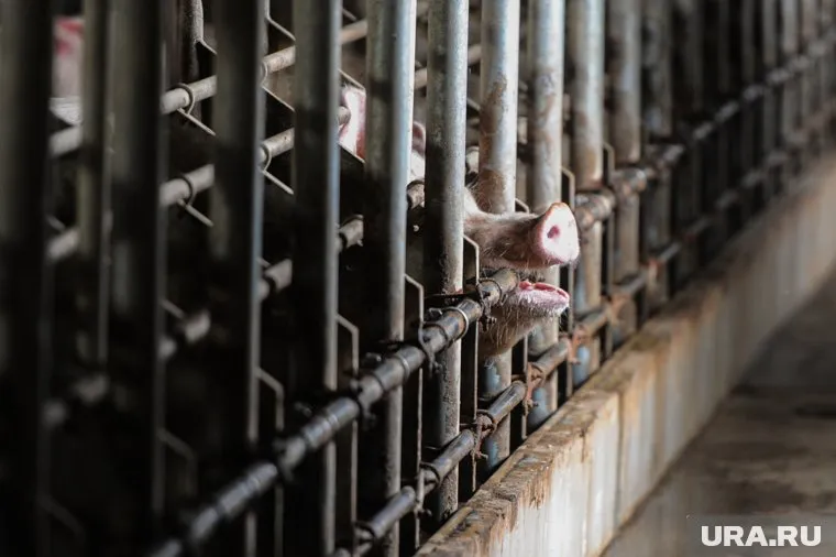 Свиньи преодолели пять тысяч километров пути