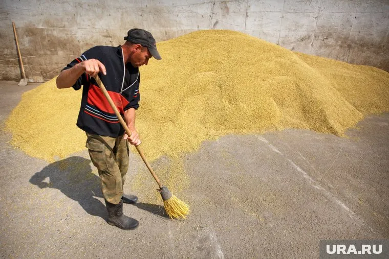 По предварительным данным, погибло более 40% урожая