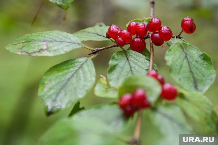На Урале есть кустарники, цветы и травы, к которым лучше не приближаться
