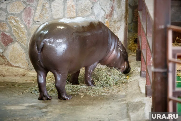В Екатеринбурге проведут концерт, чтобы привезти в зоопарк самца для Евы