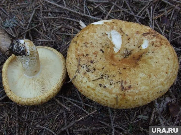 Грузи содержат токсичные вещества, поэтому опасны для здоровья
