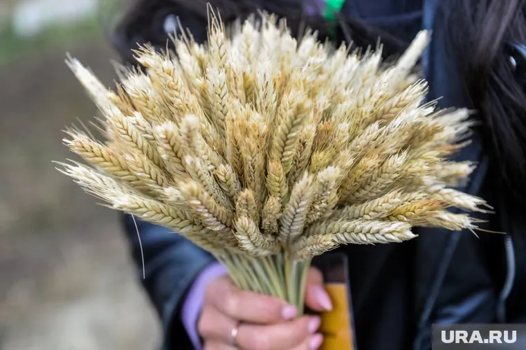 Площадь выставленных на продажу угодий в Челябинской области составляет 1500 гектаров