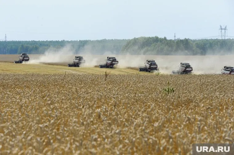 Уборочная еще не завершена, а элеваторы уже заполнены