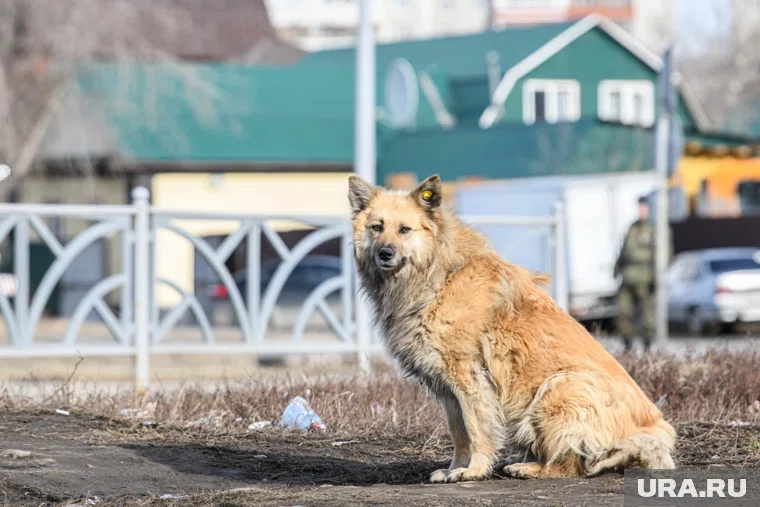 Собаки живут в грязи (архивное фото)