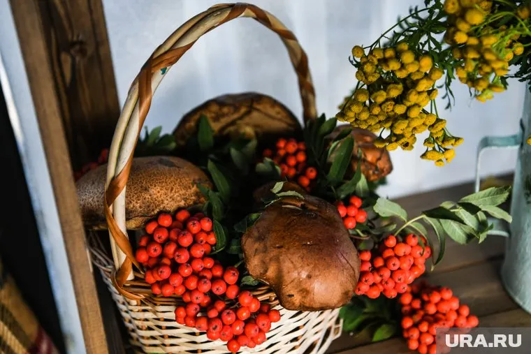 Грибники нашли богатый улов в лесах Ямала