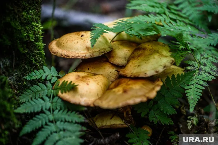 Свердловчанину встретилась чешуйчатка золотистая (архивное фото)