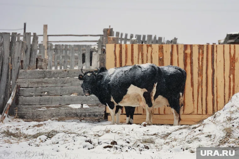 Карантин введен с 26 декабря