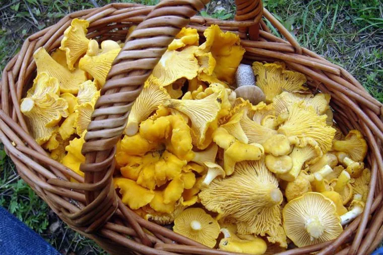 Лисички.stock