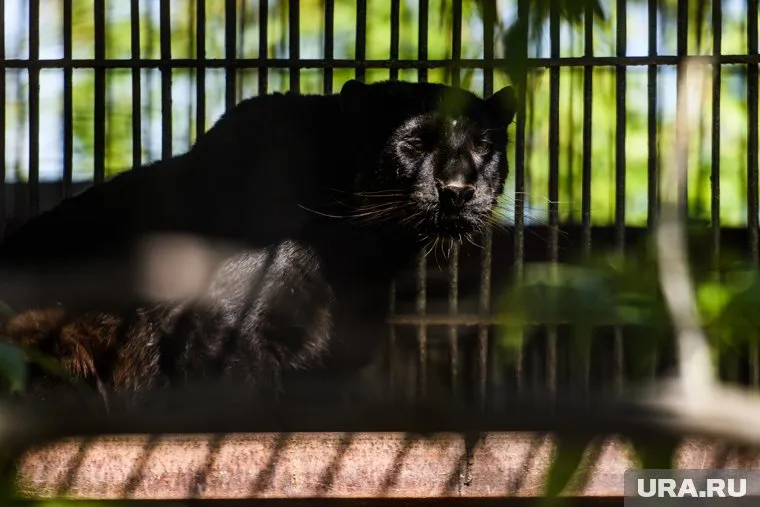 В природе существуют только черные пантеры, а пум такого цвета нет