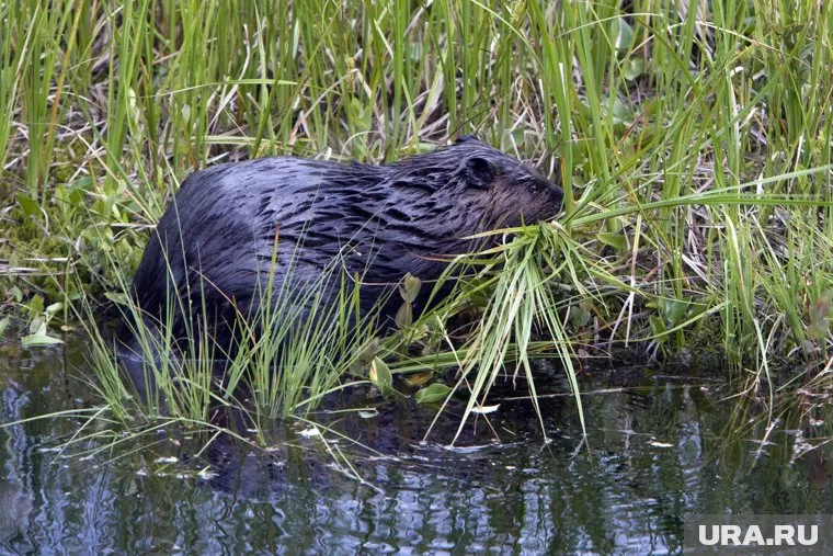 Премьер-министр Польши Дональд Туск объявил о новых мерах защиты от бобров