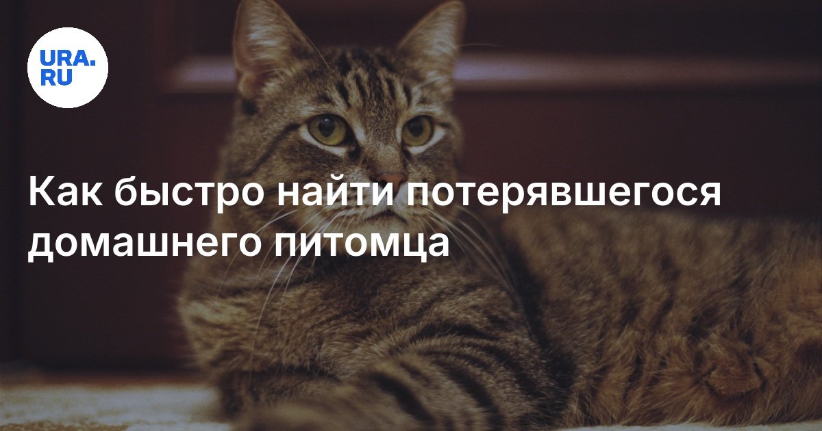 Как быстро найти потерявшегося домашнего питомца