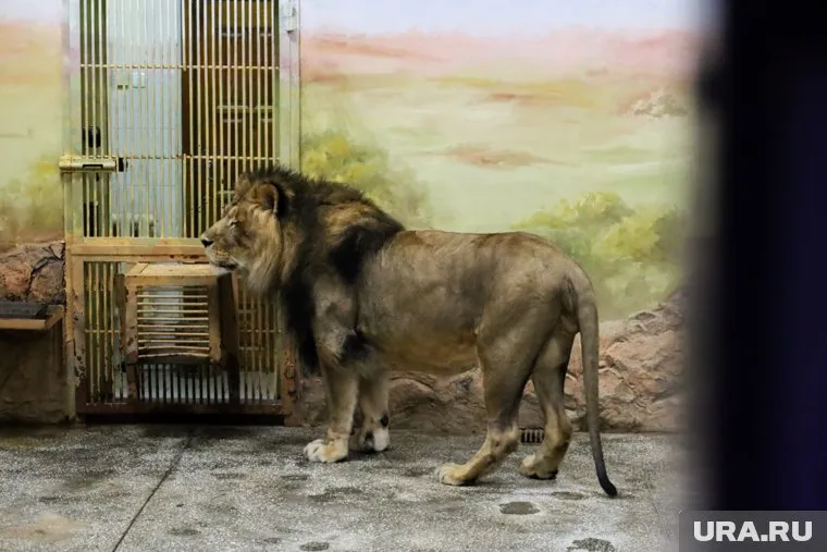 Лев Харрис получил просторный вольер после карантина 