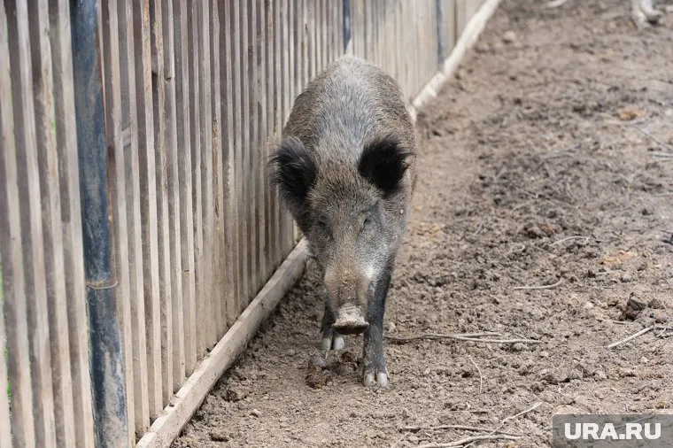 Прогулка в лесу едва не закончилась трагически для британского посла в Австрии