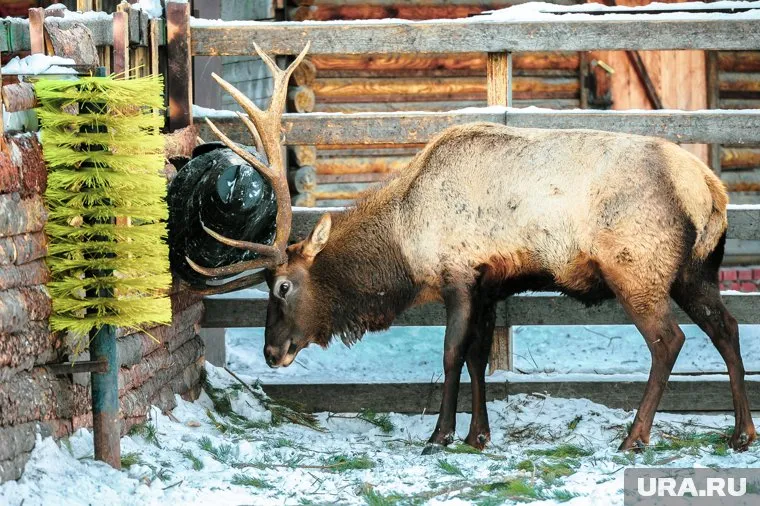 Ранее в регионе не было ферм по разведению маралов (архивное фото)