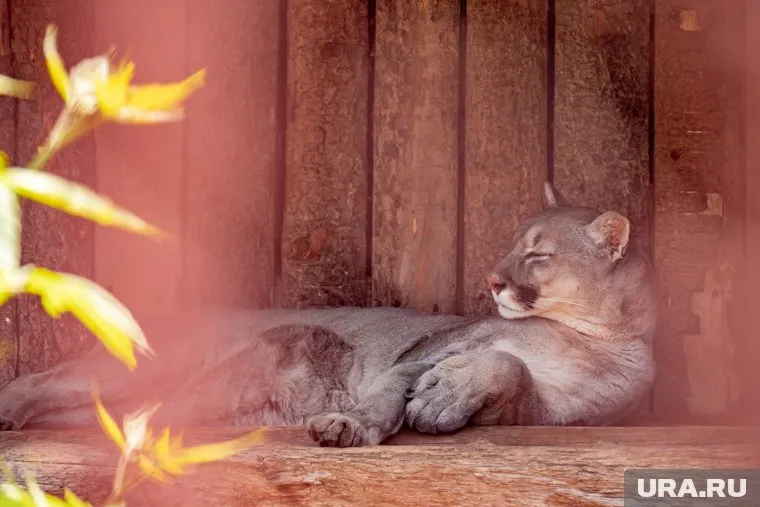 Пока животные отдыхают от посетителей