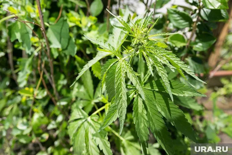 Мужчину задержали на прогулке с ребенком, когда он раскладывал «закладки» с марихуаной