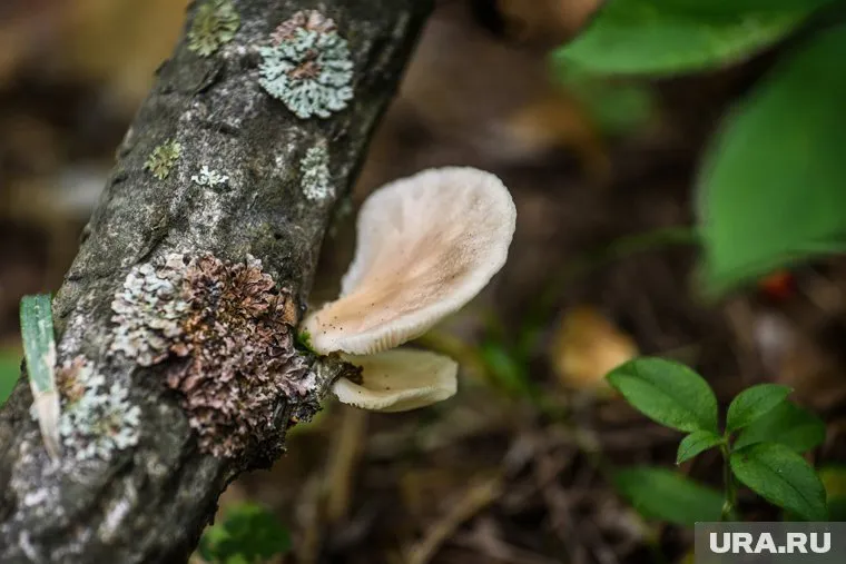 Найденный гриб оказался съедобным