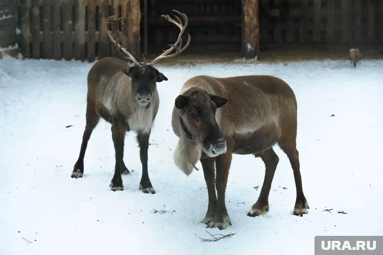 Северный олень попал в объектив фотоловушки в Пермском крае