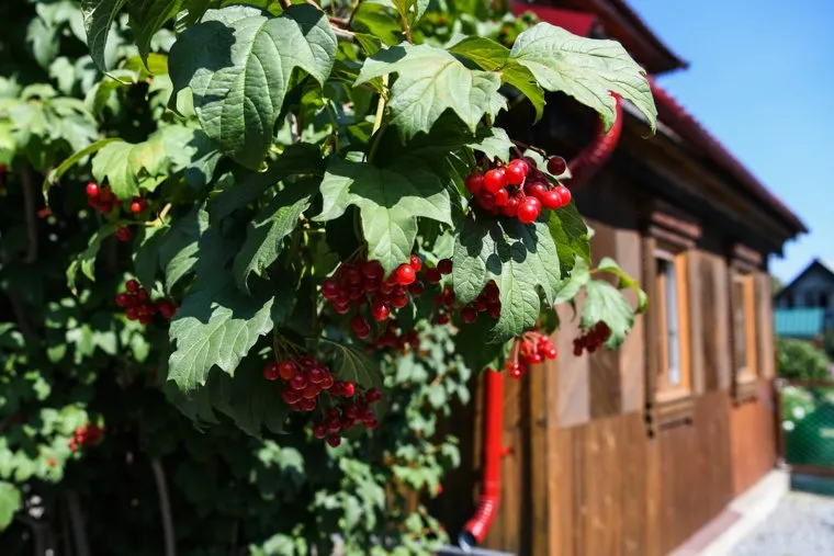 Алексей Орлов в СНТ Березка. Екатеринбург