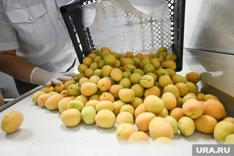 Плоды были заражены вредителем