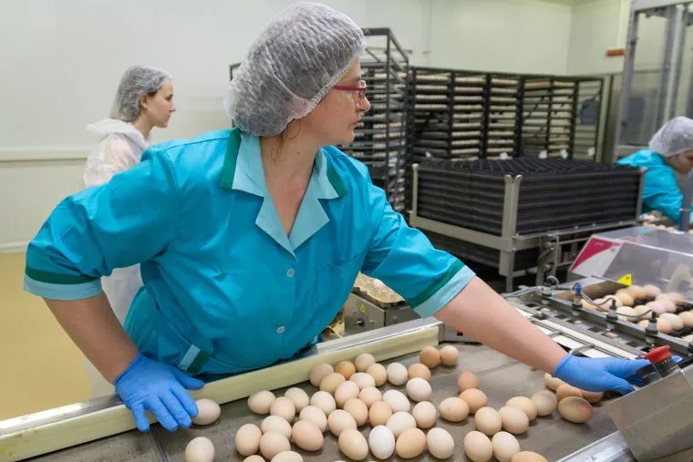 Рефтинская птицефабрика. Свердловская область, Рефтинский