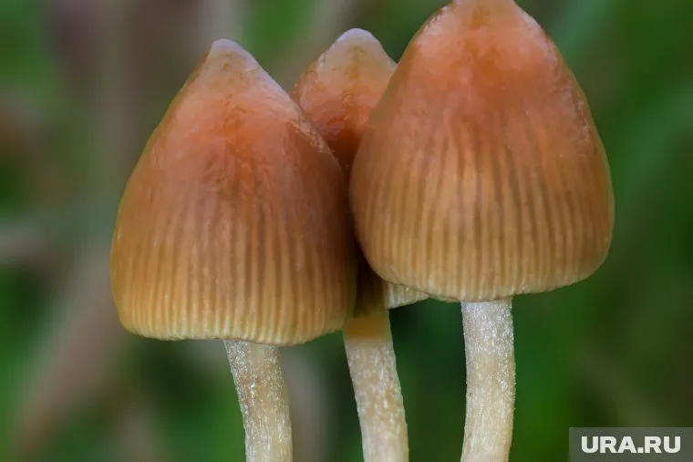 Уголовная ответственность наступает за сбор грибов, включенных в специальный перечень