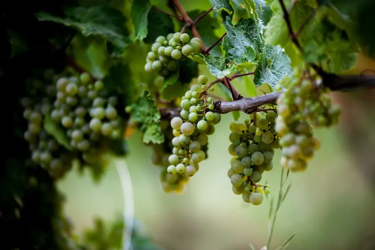 Винодельческое хозяйство Павла Швеца UPPA Winery. Республика Крым, село Родное