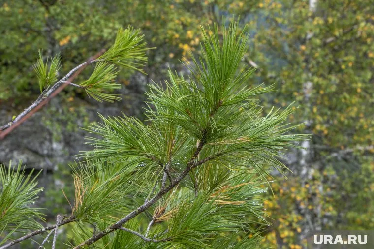 Арендатор может лишиться земли площадью 38,5 га