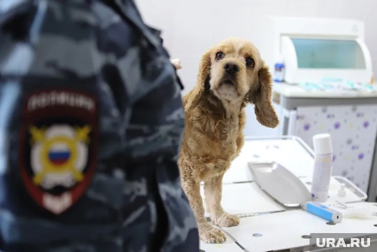 Служебных собак вытащили из питомника сгоревшей Сосьвы