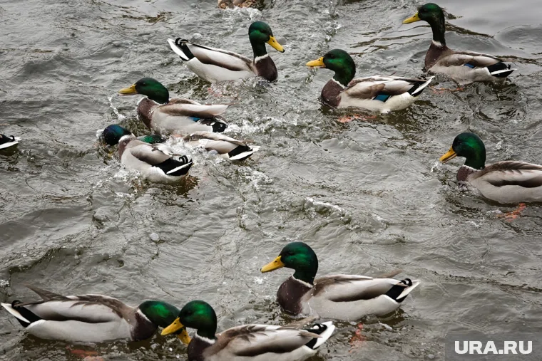 Утки могут погибнуть от голода, если не смогут вовремя улететь из Тюмени на зимовку
